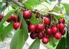 Kép 3/3 - Prunus avium Katalin / Katalin cseresznye
