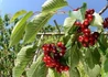 Kép 3/3 - Prunus avium Linda / Linda cseresznye
