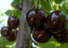 Kép 1/3 - Prunus avium Szomolyai fekete / Szomolyai fekete cseresznye