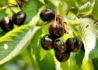 Kép 2/3 - Prunus avium Szomolyai fekete / Szomolyai fekete cseresznye