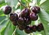 Kép 3/3 - Prunus avium Szomolyai fekete / Szomolyai fekete cseresznye