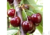 Kép 1/2 - Prunus avium Valerij Cskalov / Valerij Cskalov cseresznye