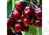 Kép 2/2 - Prunus avium Valerij Cskalov / Valerij Cskalov cseresznye