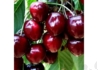 Kép 2/2 - Prunus avium Valerij Cskalov / Valerij Cskalov cseresznye