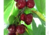 Kép 1/2 - Prunus avium Van / Van cseresznye