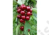 Kép 2/2 - Prunus avium Van / Van cseresznye