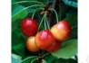 Kép 2/2 - Prunus avium Vega / Vega Cseresznye