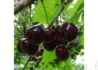 Kép 2/3 - Prunus avium Karina / Karina cseresznye
