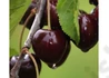 Kép 3/3 - Prunus avium Karina / Karina cseresznye