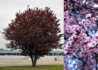 Kép 1/2 - Prunus cerasifera Nigra / Vérszilva