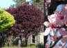 Kép 2/2 - Prunus cerasifera woodii / Vérszilva