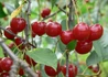 Kép 1/2 - Prunus cerasus Debreceni bőtermő / Debreceni bőtermő meggy