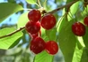 Kép 2/2 - Prunus cerasus Debreceni bőtermő / Debreceni bőtermő meggy