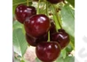Kép 2/3 - Prunus cerasus Érdi Jubileumi / Érdi Jubileumi meggy
