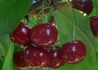 Kép 3/3 - Prunus cerasus Érdi Jubileumi / Érdi Jubileumi meggy