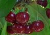 Kép 3/3 - Prunus cerasus Érdi Jubileumi / Érdi Jubileumi meggy