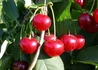 Kép 1/2 - Prunus cerasus Érdi bőtermő / Érdi bőtermő meggy