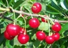 Kép 2/3 - Prunus cerasus Korai Pipacs / Korai Pipacs meggy
