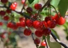 Kép 3/3 - Prunus cerasus Korai Pipacs / Korai Pipacs meggy