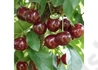 Kép 1/2 - Prunus cerasus Maliga emléke / Maliga Emléke meggy