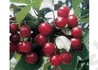 Kép 2/2 - Prunus cerasus Maliga emléke / Maliga Emléke meggy