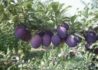 Kép 2/2 - Prunus domestica Althann ringlo / Althann ringlo szilva