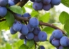 Kép 1/2 - Prunus domestica Bluefre / Bluefre szilva