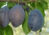 Kép 2/2 - Prunus domestica Bluefre / Bluefre szilva