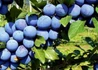 Kép 2/3 - Prunus domestica Cacanska lepotica / Cacanska lepotica szilva