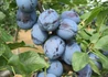 Kép 1/3 - Prunus domestica Cacanska lepotica / Cacanska lepotica szilva