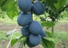 Kép 3/3 - Prunus domestica Cacanska lepotica / Cacanska lepotica szilva