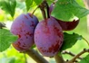 Kép 1/3 - Prunus domestica Cacanska rana / Cacanska rana szilva