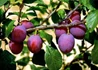 Kép 2/3 - Prunus domestica Cacanska rana / Cacanska rana szilva