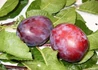 Kép 3/3 - Prunus domestica Cacanska rana / Cacanska rana szilva