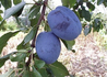 Kép 1/3 - Prunus domestica Cacanska rodna / Cacanska rodna szilva