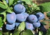 Kép 2/3 - Prunus domestica Cacanska rodna / Cacanska rodna szilva