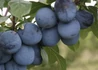 Kép 3/3 - Prunus domestica Cacanska rodna / Cacanska rodna szilva