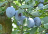 Kép 1/3 - Prunus domestica Debreceni muskotály / Debreceni muskotály szilva