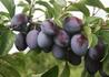 Kép 2/2 - Prunus domestica Empress / Empress szilva