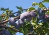 Kép 2/2 - Prunus domestica Friar / Friar szilva