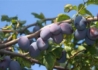 Kép 2/2 - Prunus domestica Friar / Friar szilva