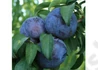 Kép 1/2 - Prunus domestica Friar / Friar szilva