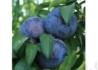 Kép 1/2 - Prunus domestica Friar / Friar szilva
