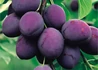 Kép 1/3 - Prunus domestica President / President szilva