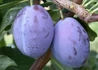 Kép 3/3 - Prunus domestica President / President szilva