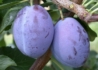 Kép 3/3 - Prunus domestica President / President szilva