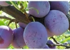 Kép 1/2 - Prunus domestica Tuleu Gras / Tuleu Gras Szilva