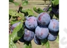 Kép 2/2 - Prunus domestica Tuleu Gras / Tuleu Gras Szilva