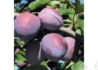 Kép 1/2 - Prunus domestica Utility / Utility Szilva