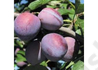 Kép 1/2 - Prunus domestica Utility / Utility Szilva